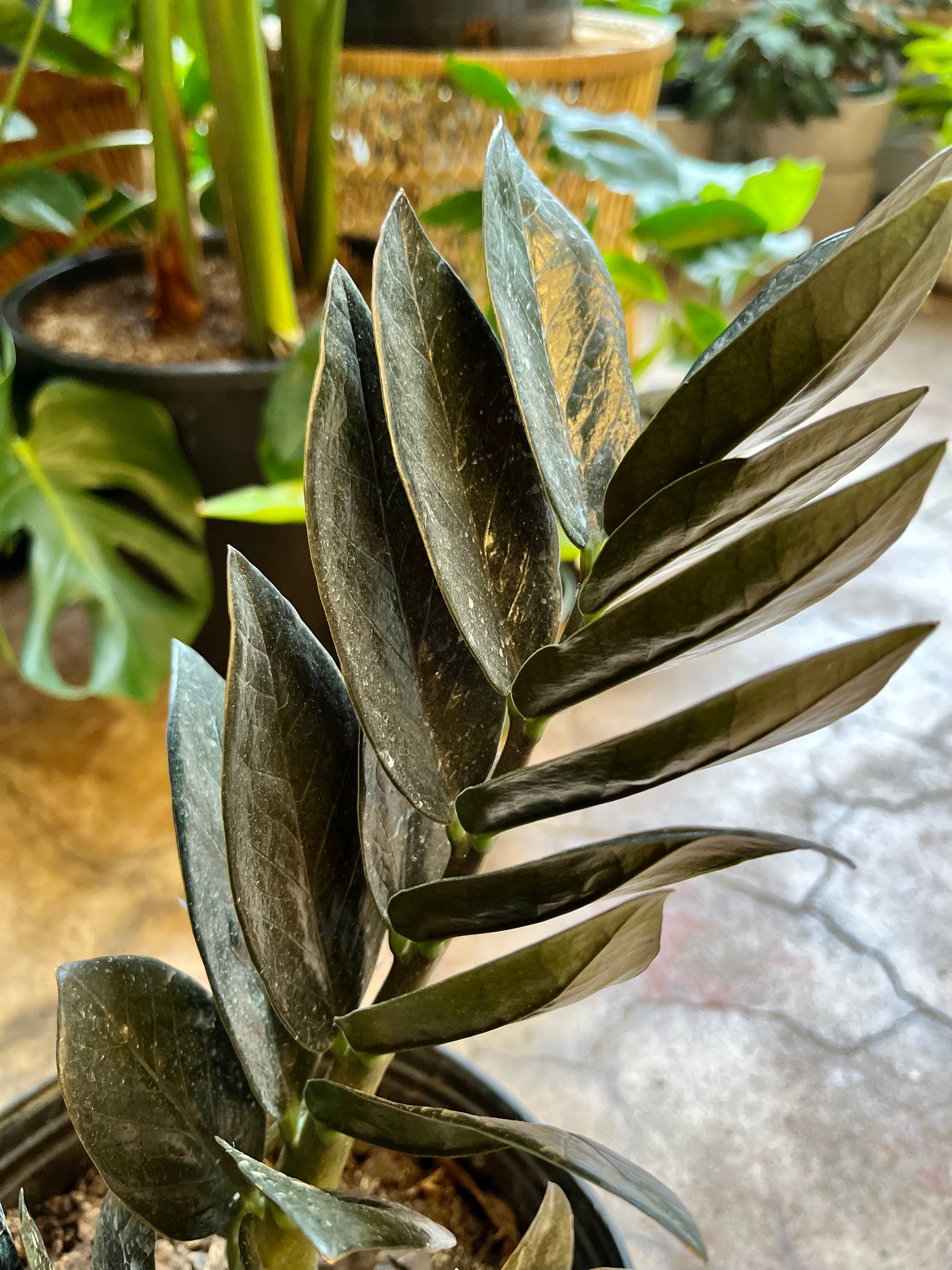 black zz plant near me Zamioculcas zamiifolia (Black ZZ Plant) 10" – Botanica