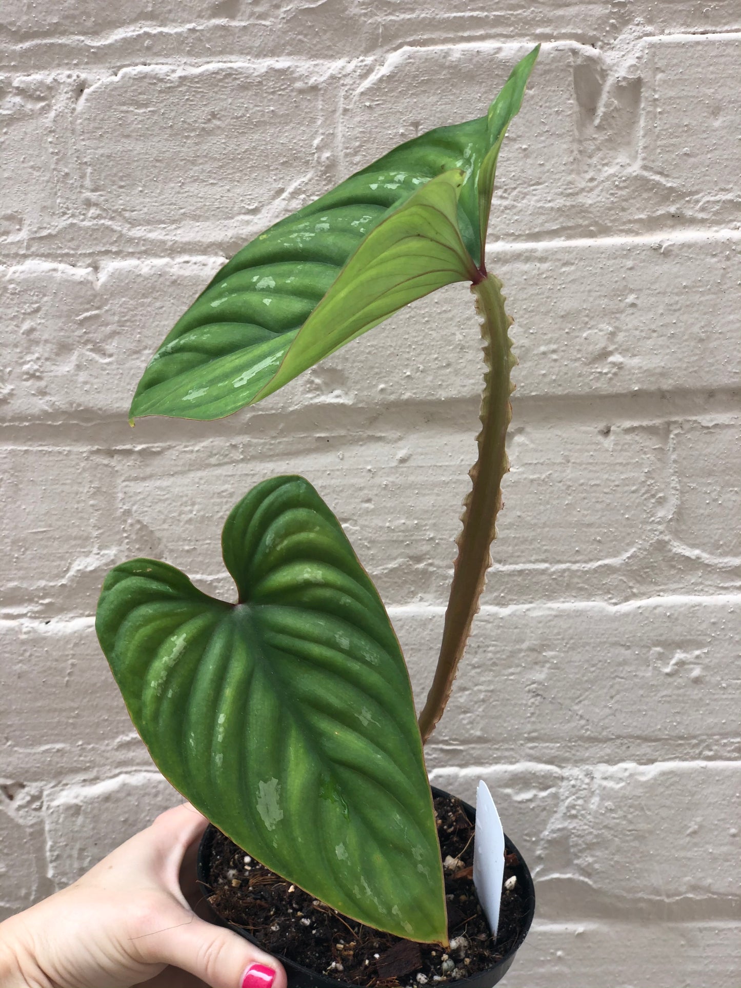 Philodendron plowmanii