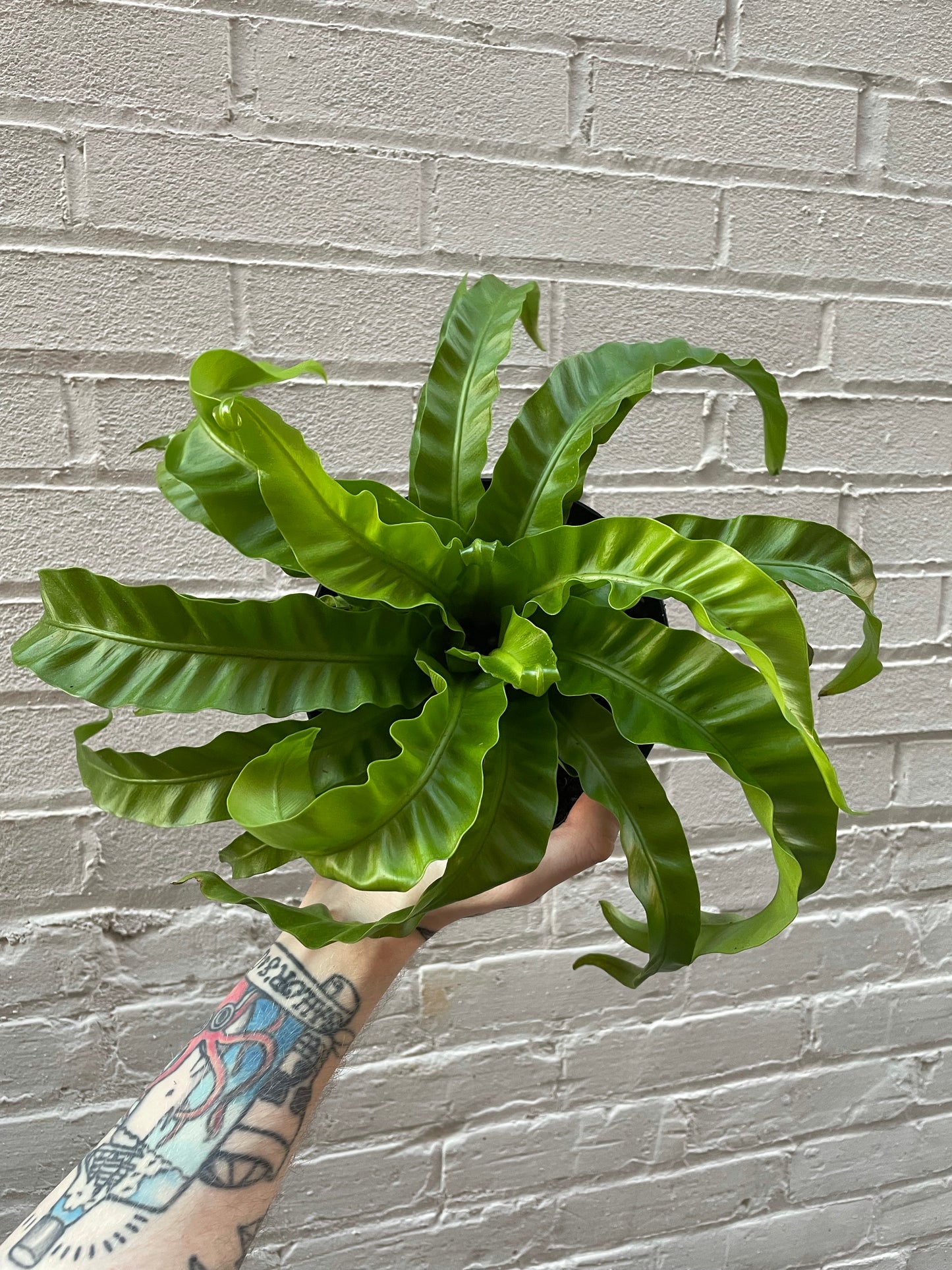 Asplenium nidus 'Hurricane' 4-6"