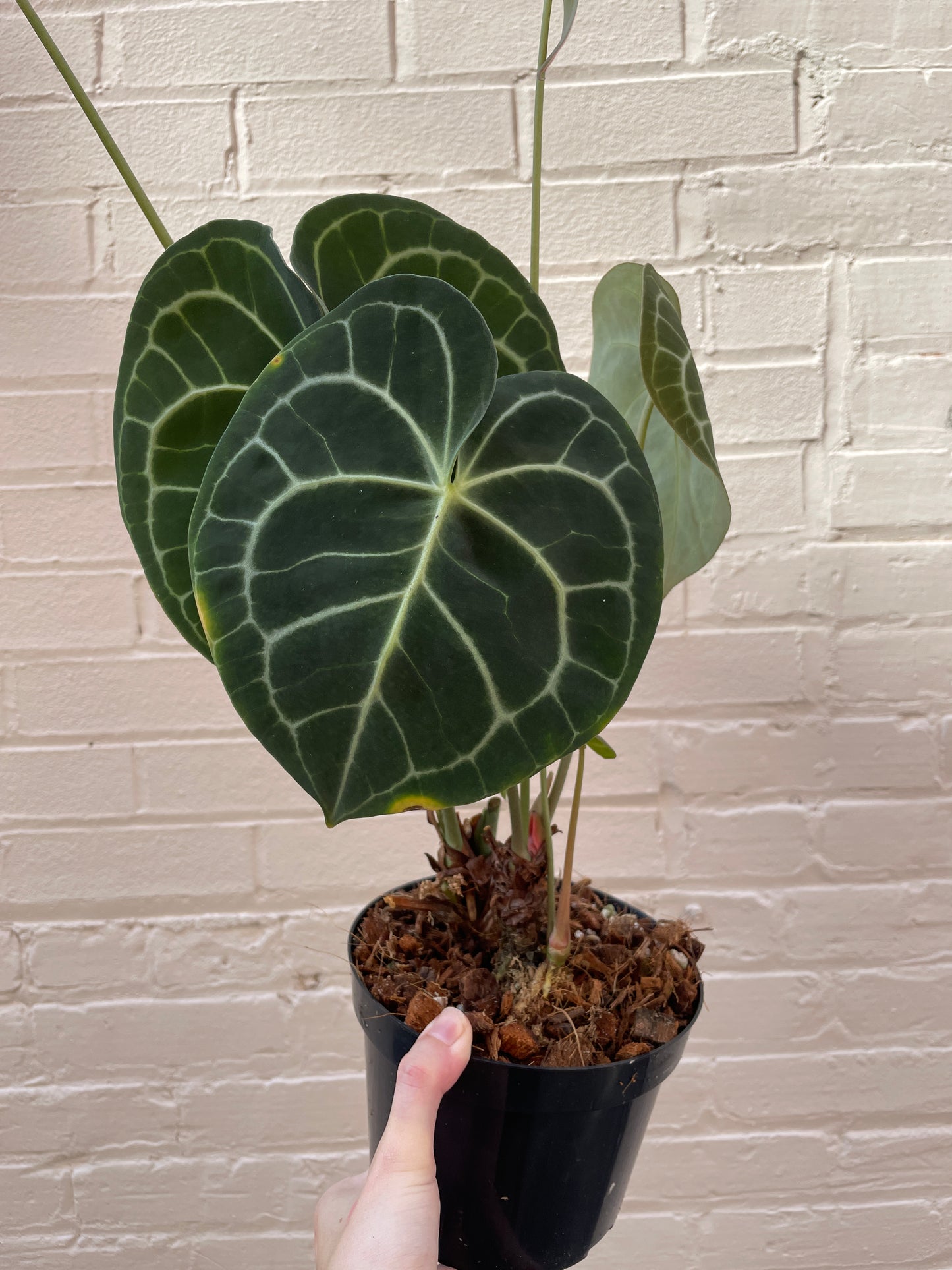 Anthurium clarinervium 5"