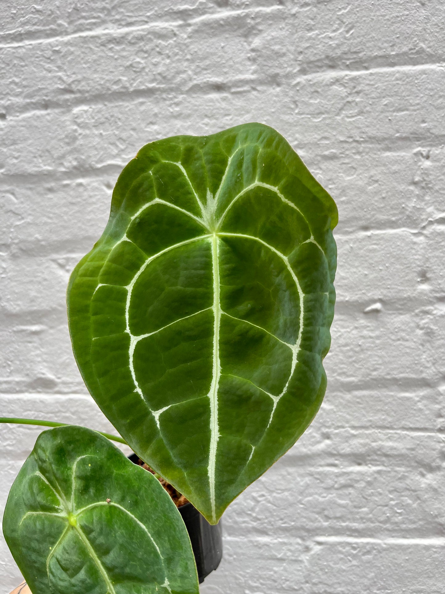 Anthurium forgetii 5"