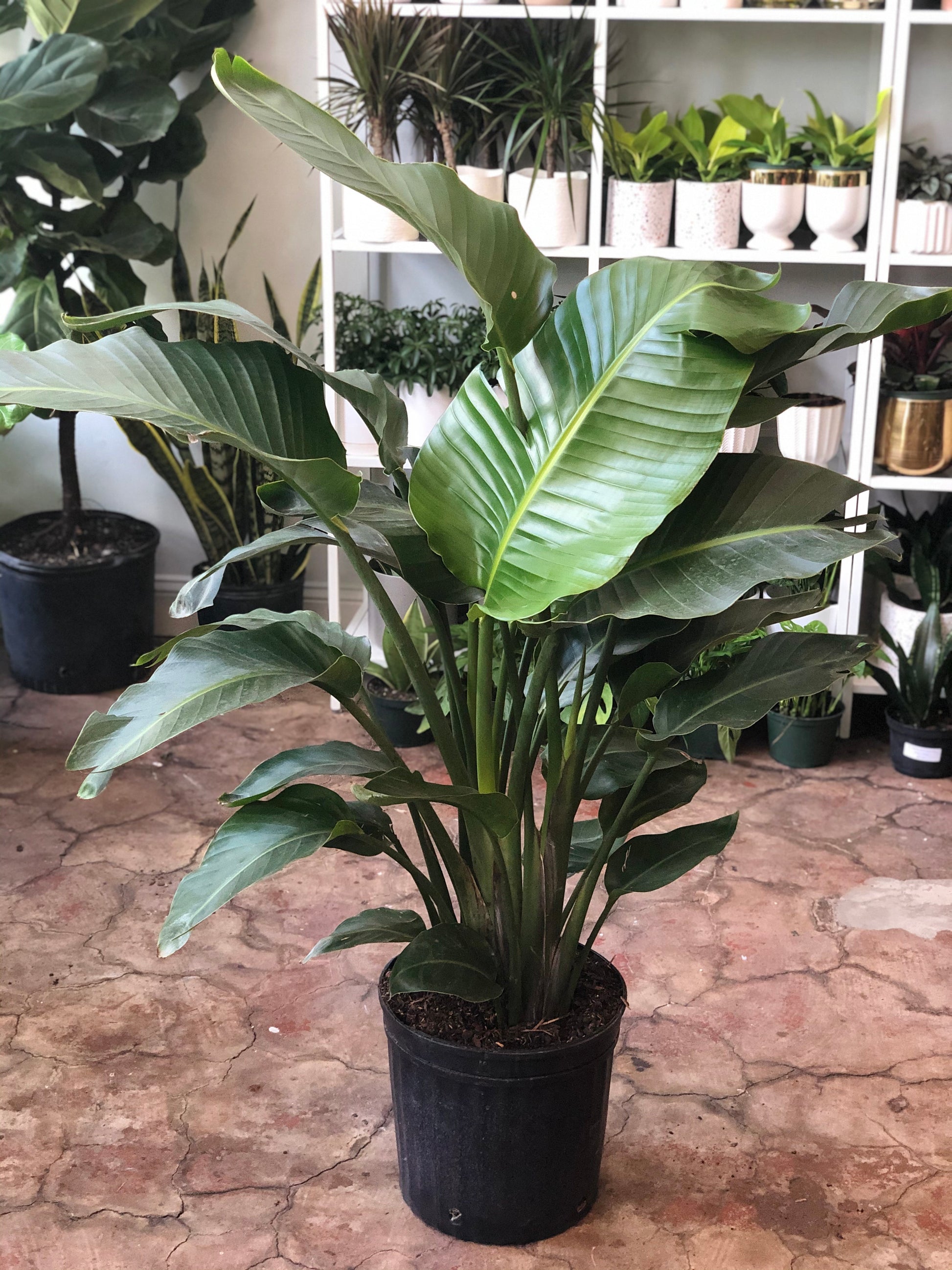 white bird plant indoor White Bird of Paradise 10"-14" – Botanica