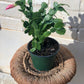 Holiday Cactus (Schlumbergera sp.) 4”