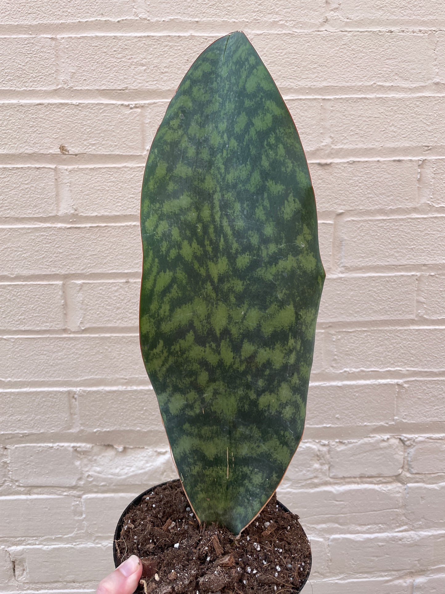 Whale fin Sansevieria 6"