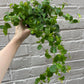 Ficus repens (Green & Variegated) 4"