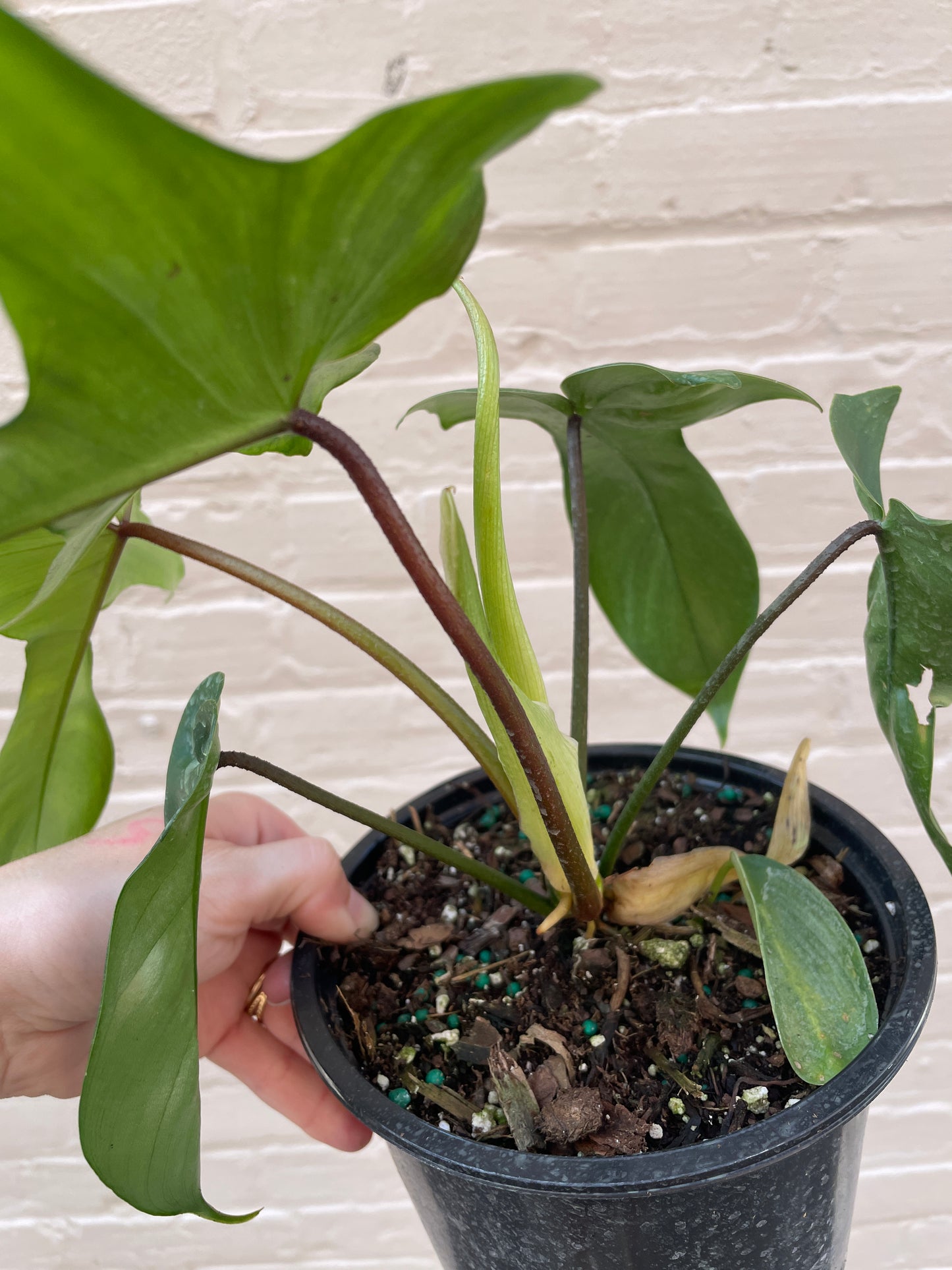Philodendron 'Florida' 4-6"