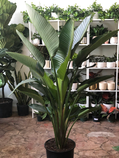White Bird of Paradise 10"-14"