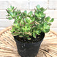 Crassula ovata (Jade Succulent) 4"