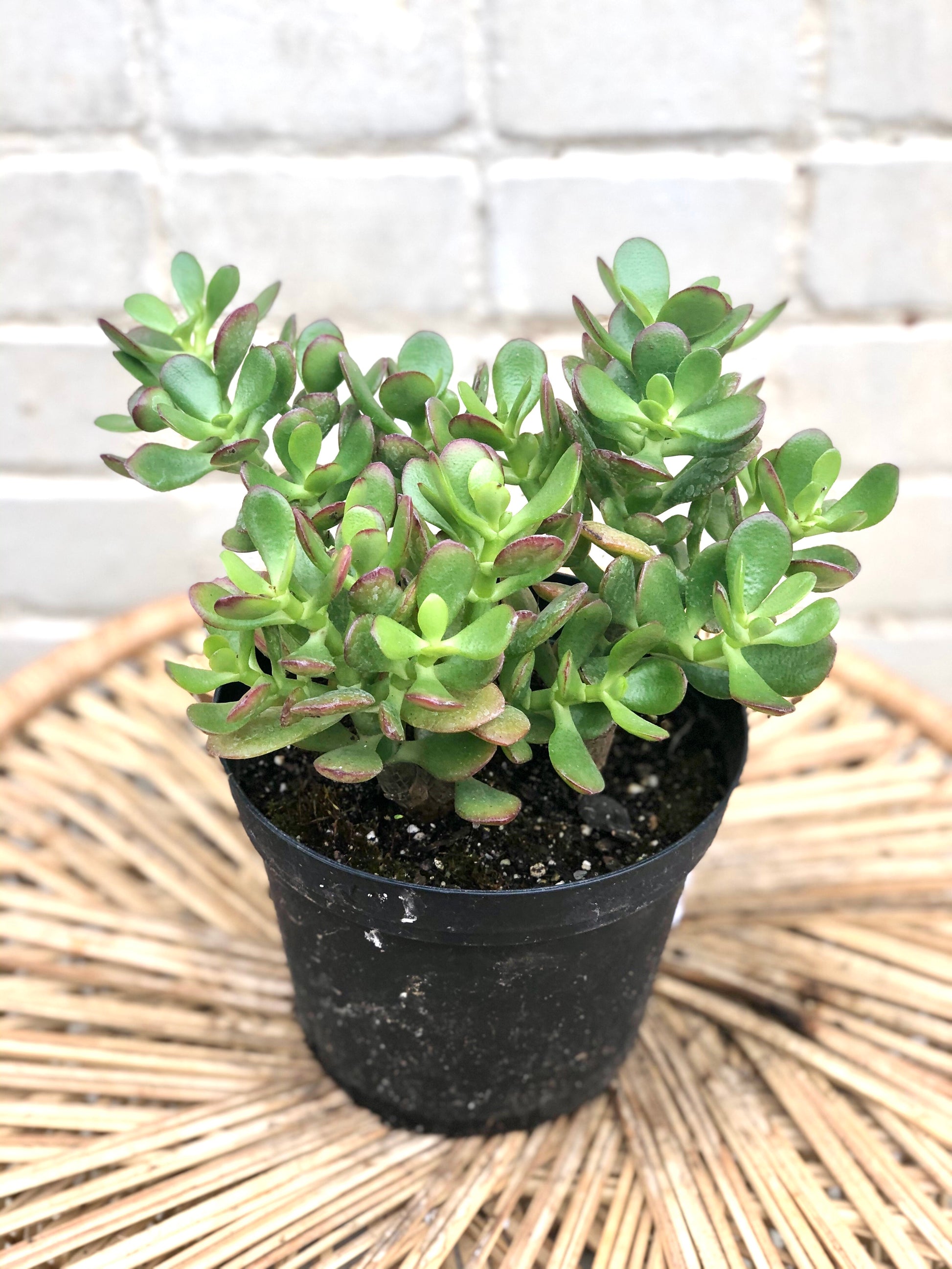 succulent jade plant Crassula ovata (Jade Succulent) 4" – Botanica