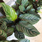 Calathea Ornata 4" & 6"