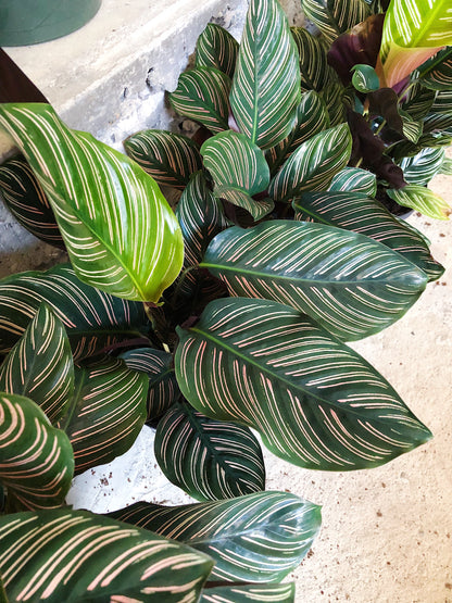 Calathea Ornata 4" & 6"