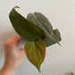 Philodendron 'Micans' 2-6”