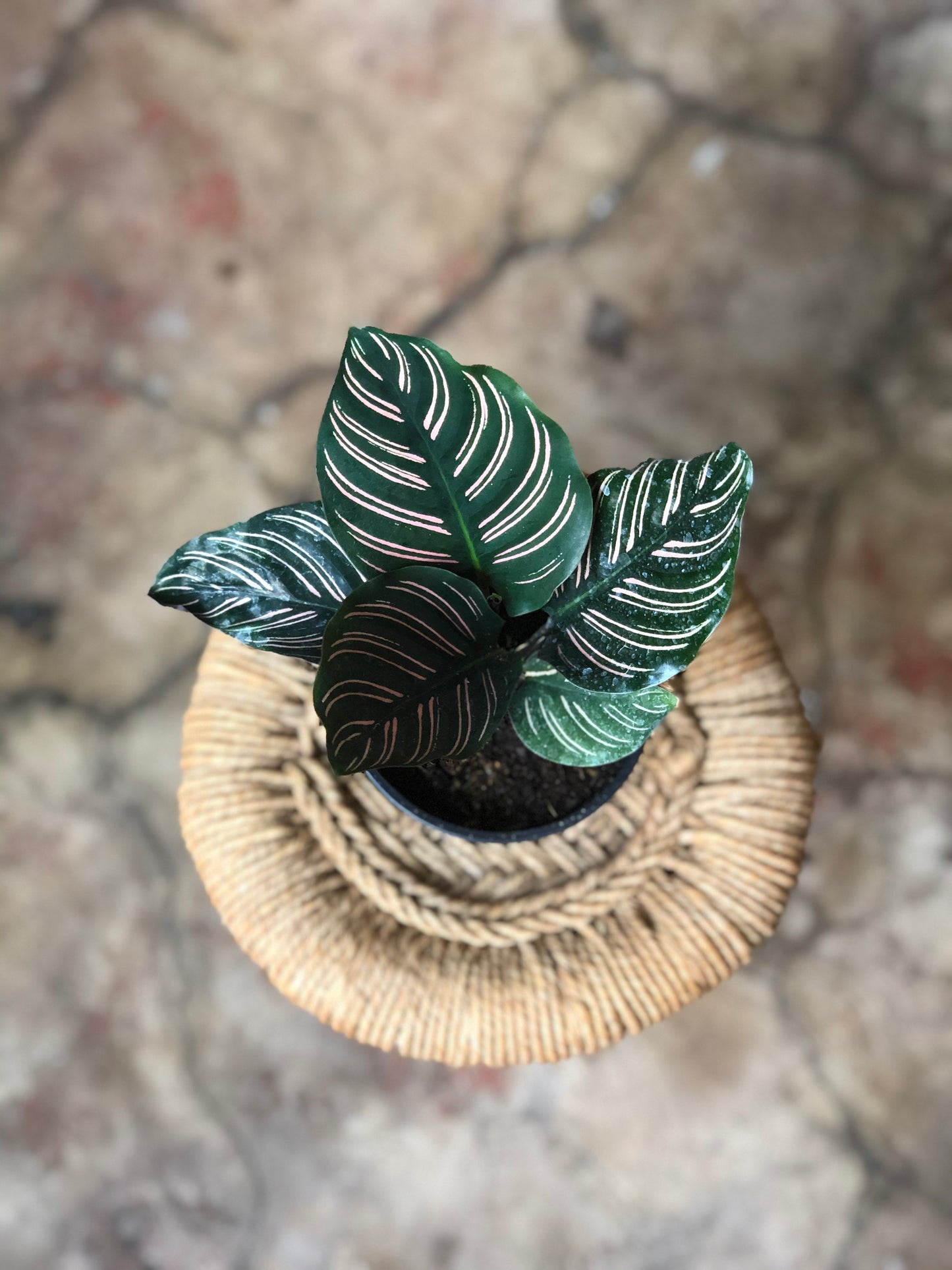 Calathea Ornata 4" & 6"