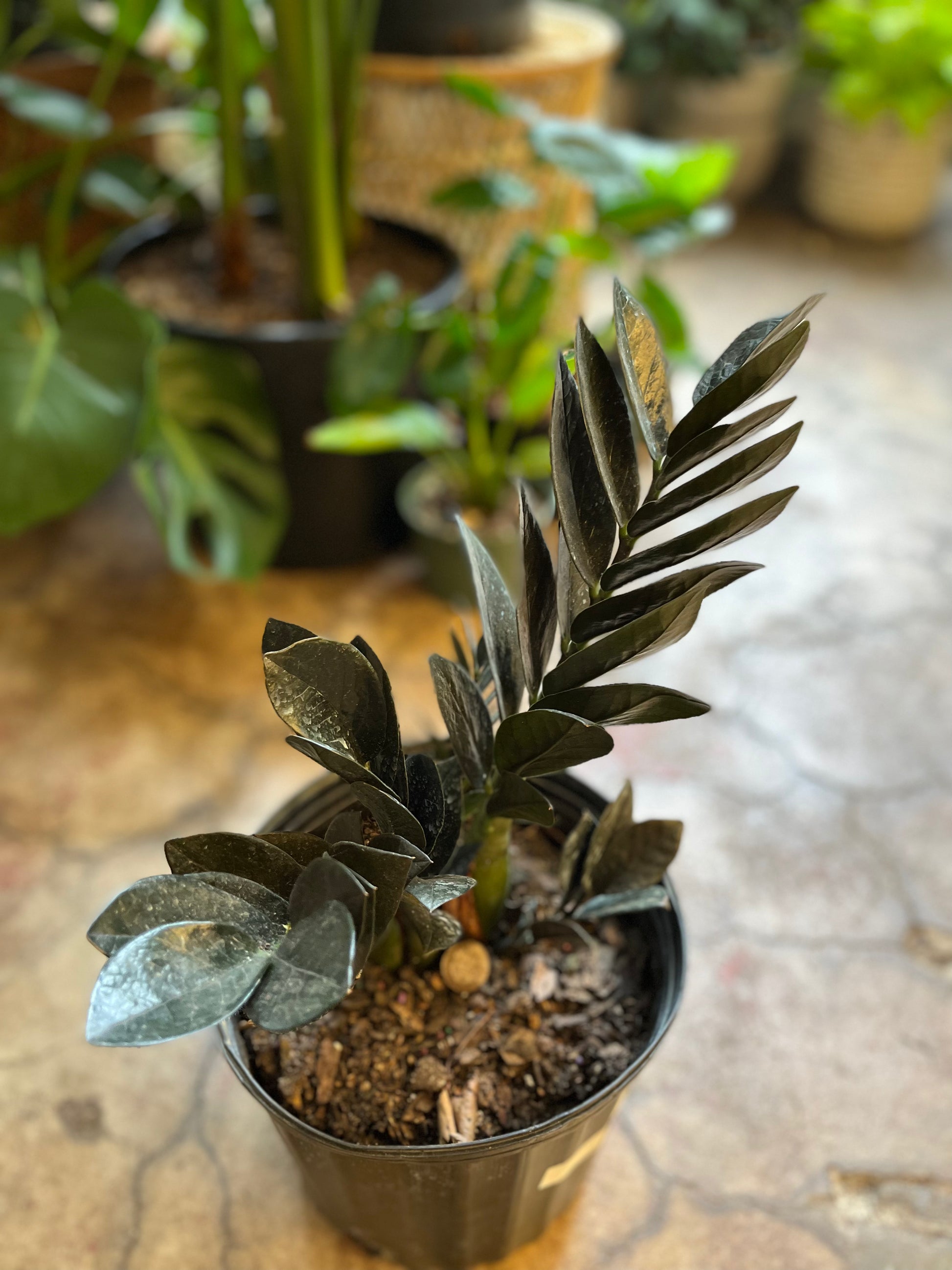 10 zz plant Zamioculcas zamiifolia (Black ZZ Plant) 10"