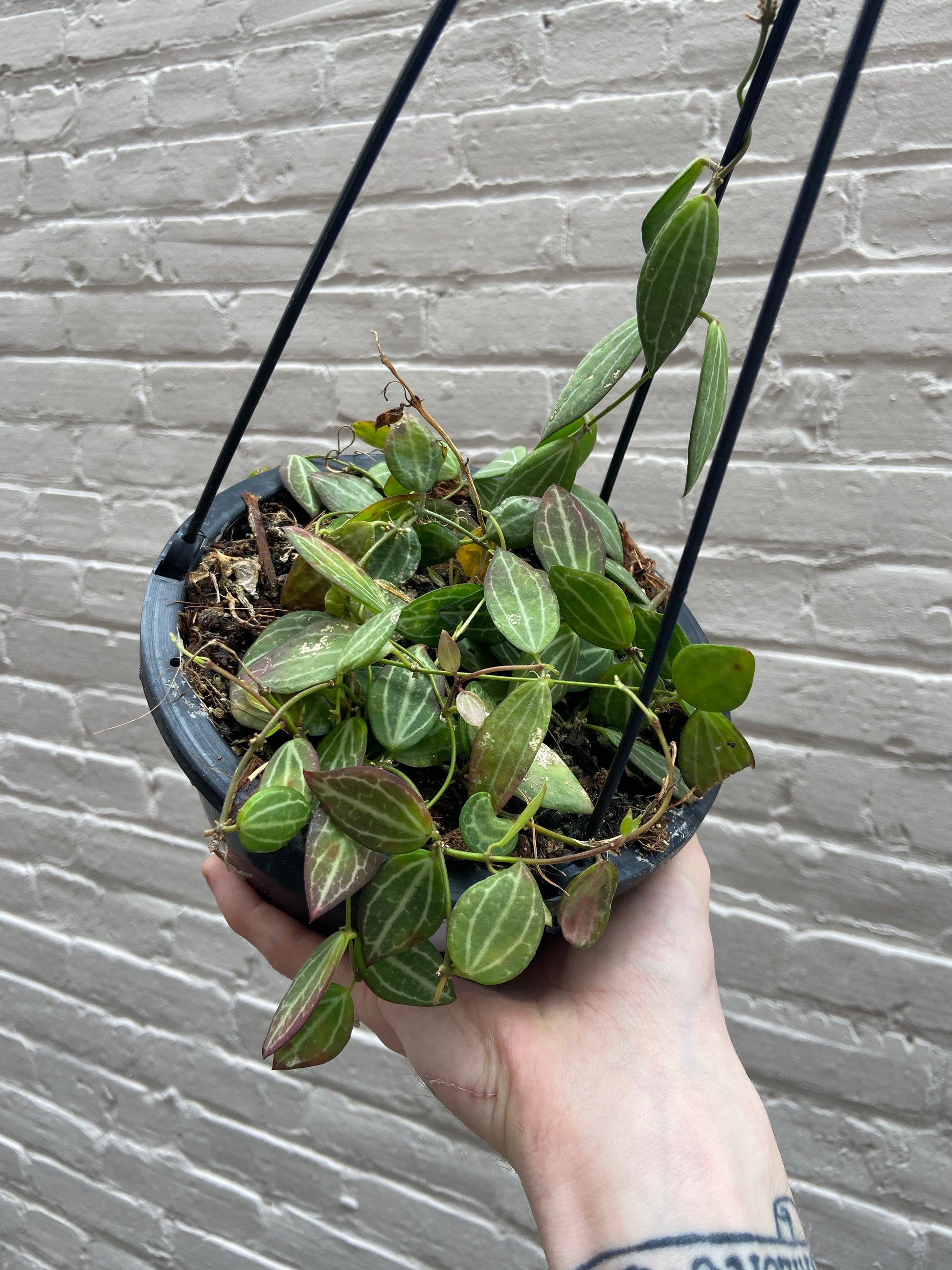 dischidia hanging plants Dischidia ovata (Watermelon Dischidia) Hanging Basket