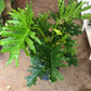 Thaumatophyllum bipinnatifidum (Philodendron 'Selloum'/Lickety Split) 8-14"