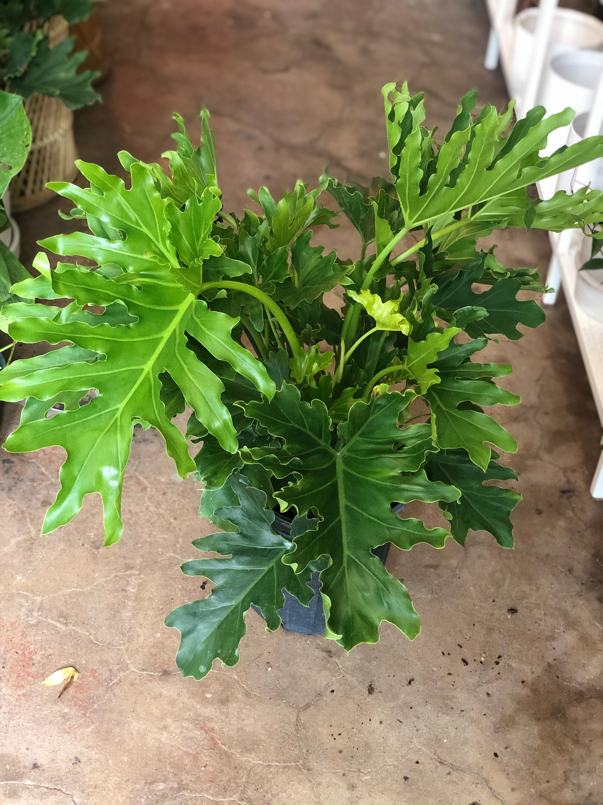philodendron acutatum Thaumatophyllum bipinnatifidum (Philodendron 'Selloum'/Lickety Split) – Botanica
