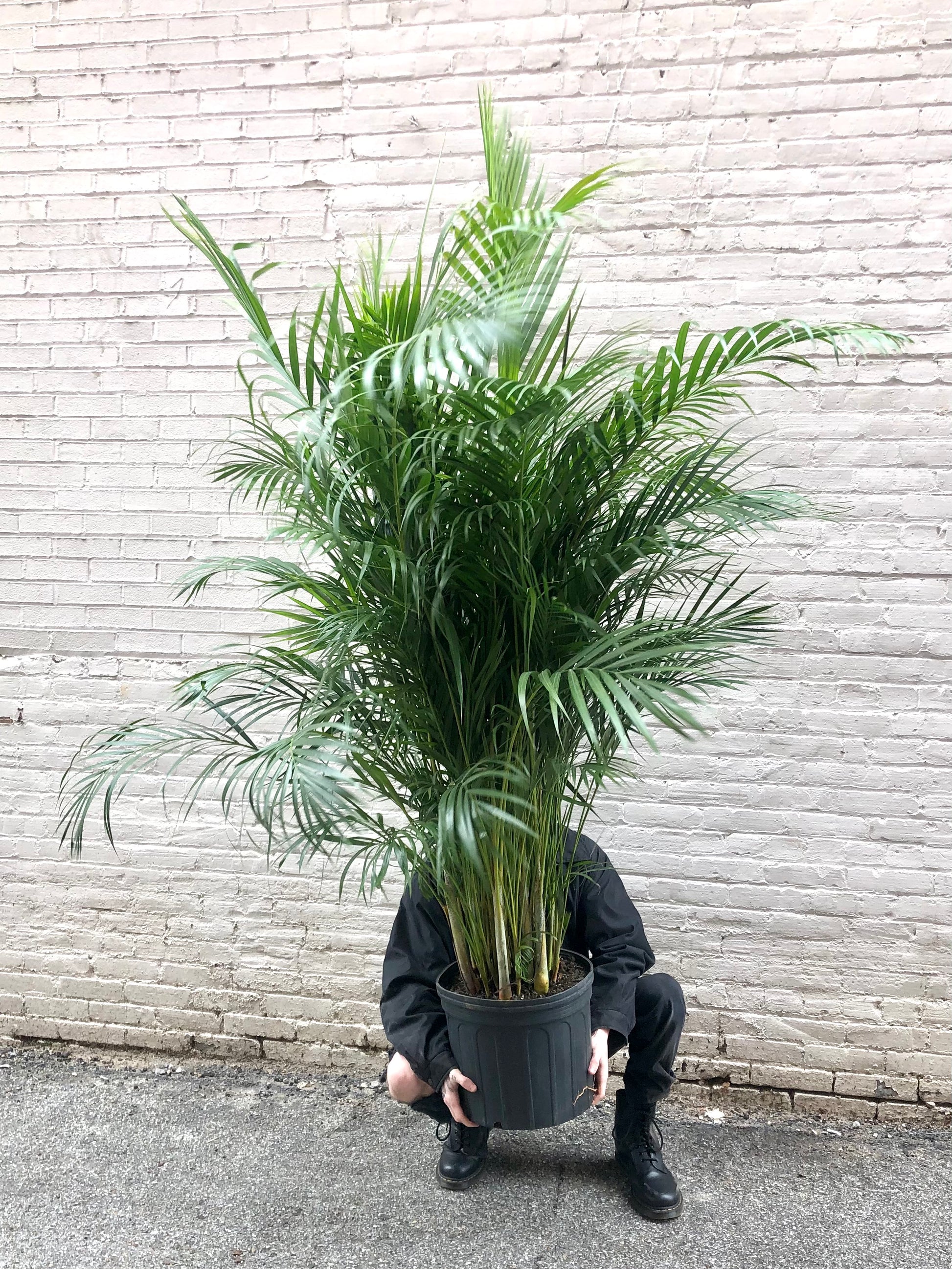areca palm common name Areca Palm 10"