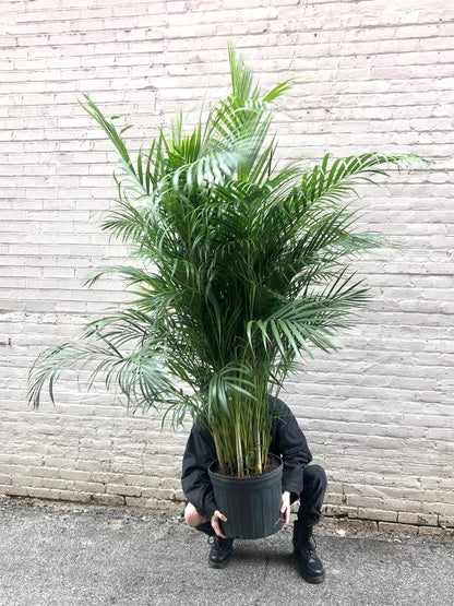 Areca Palm 10" - 17"