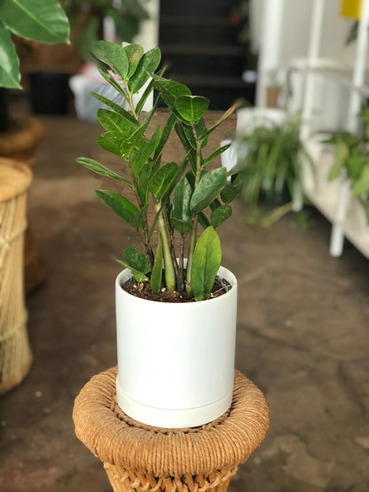 Romey Pot 4-8