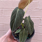 Philodendron Melanochrysum