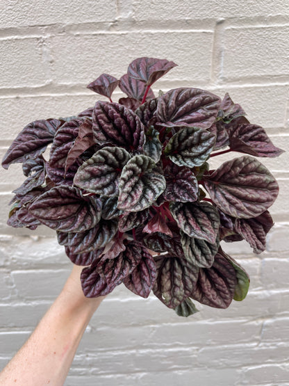 Peperomia Ripple 4-6"