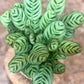 Calathea Burle Marx 4" & 6"