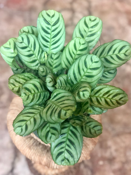 Calathea Burle Marx 4" & 6"