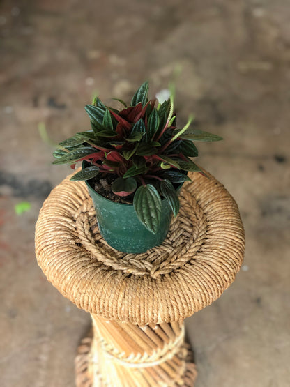 Peperomia Rosso 4"