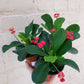 Euphorbia milii (Crown of Thorns) 6"