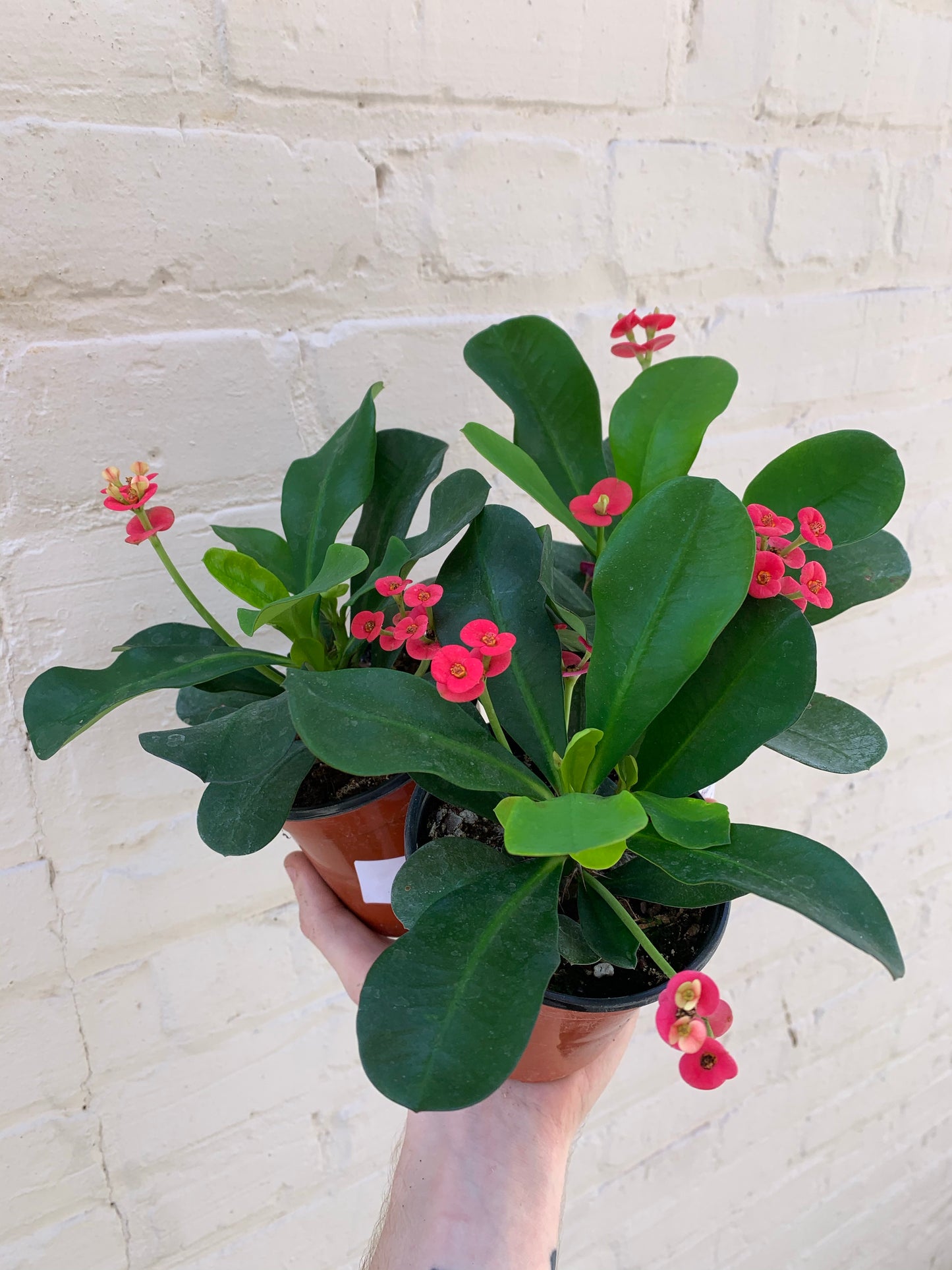 Euphorbia milii (Crown of Thorns) 6"