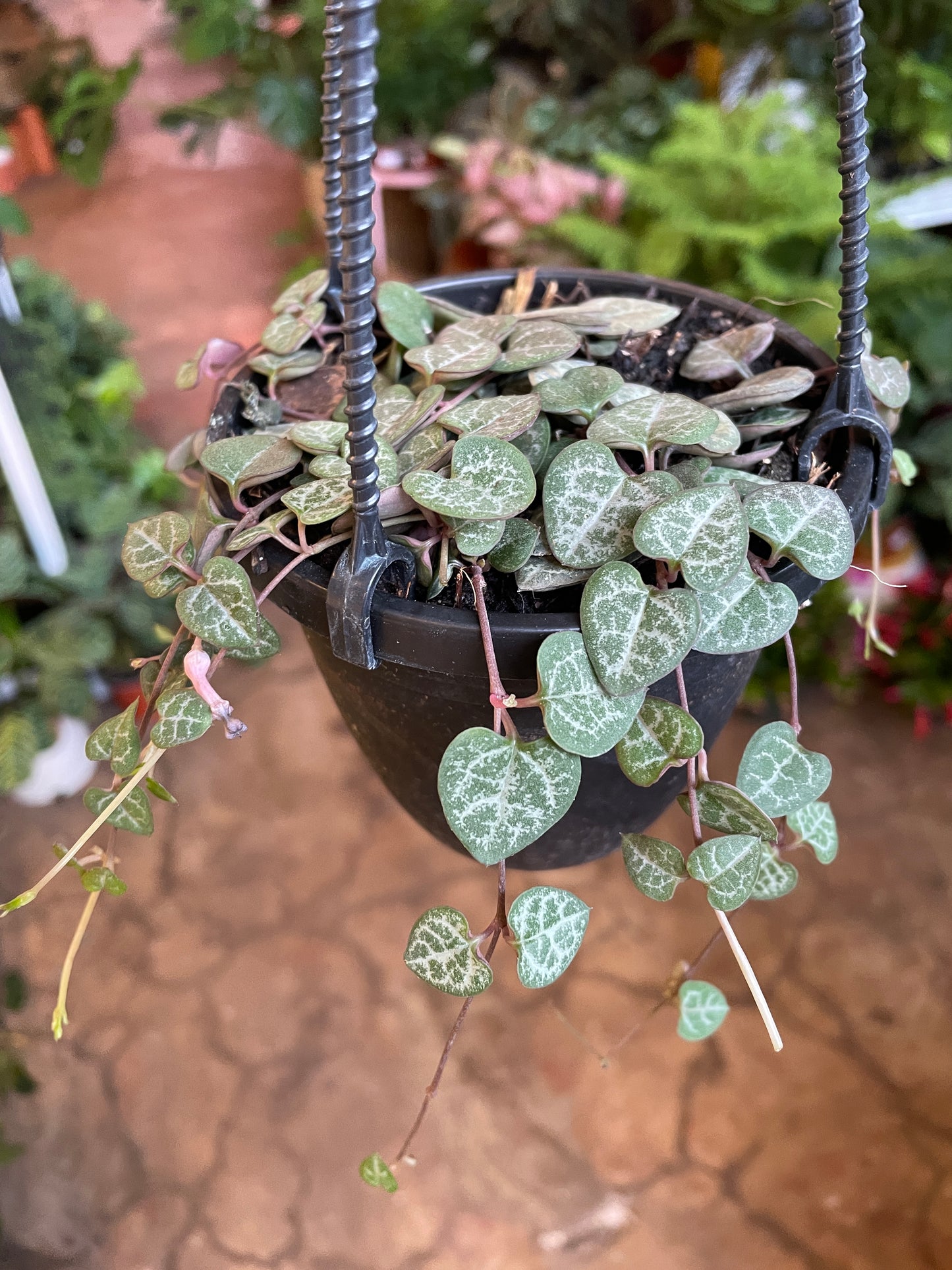 Ceropegia linearis subsp. woodii (String of Hearts) 4" hanging basket