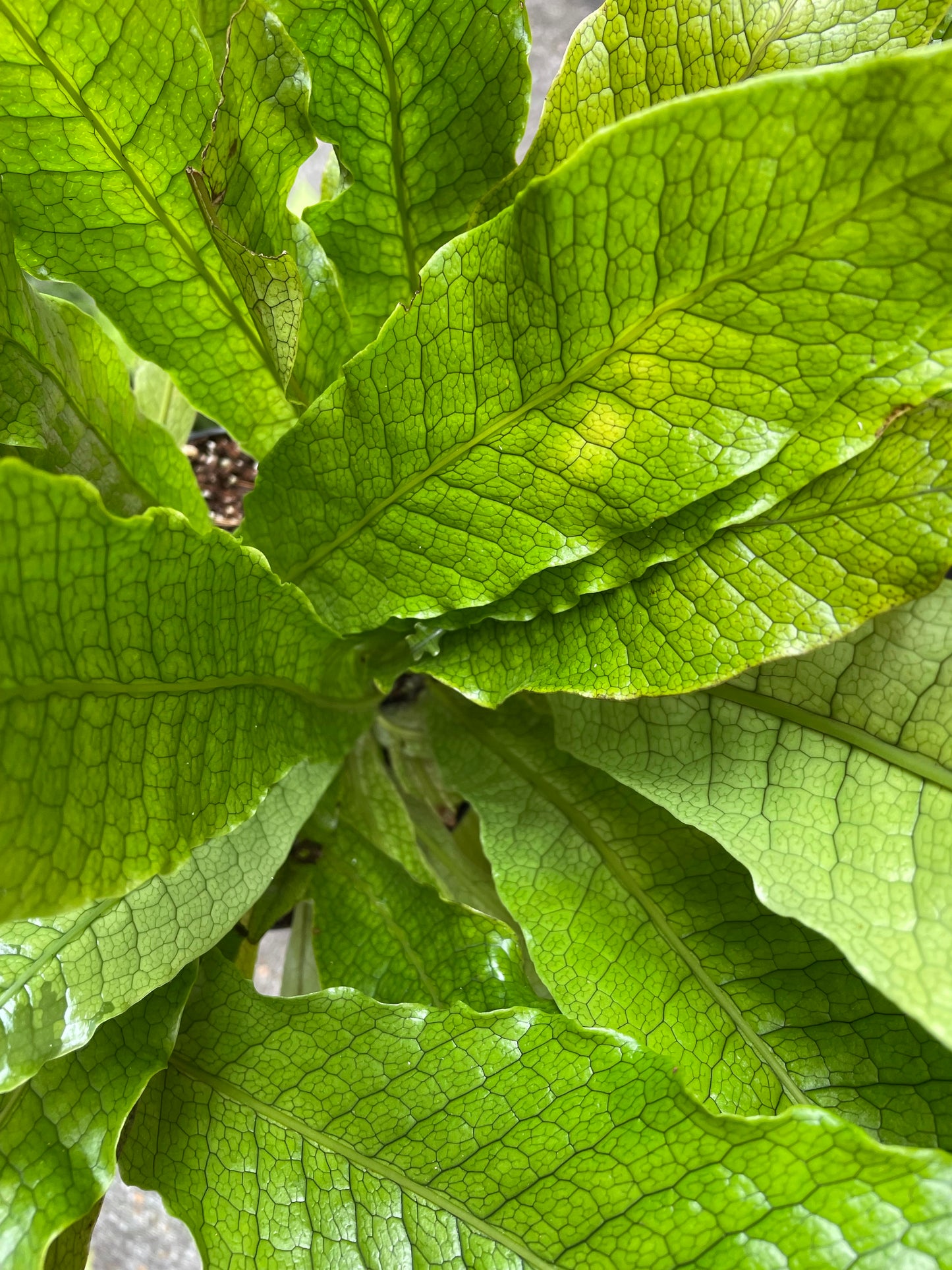 Microsorum musifolium (Crocodile Fern) 4-6”