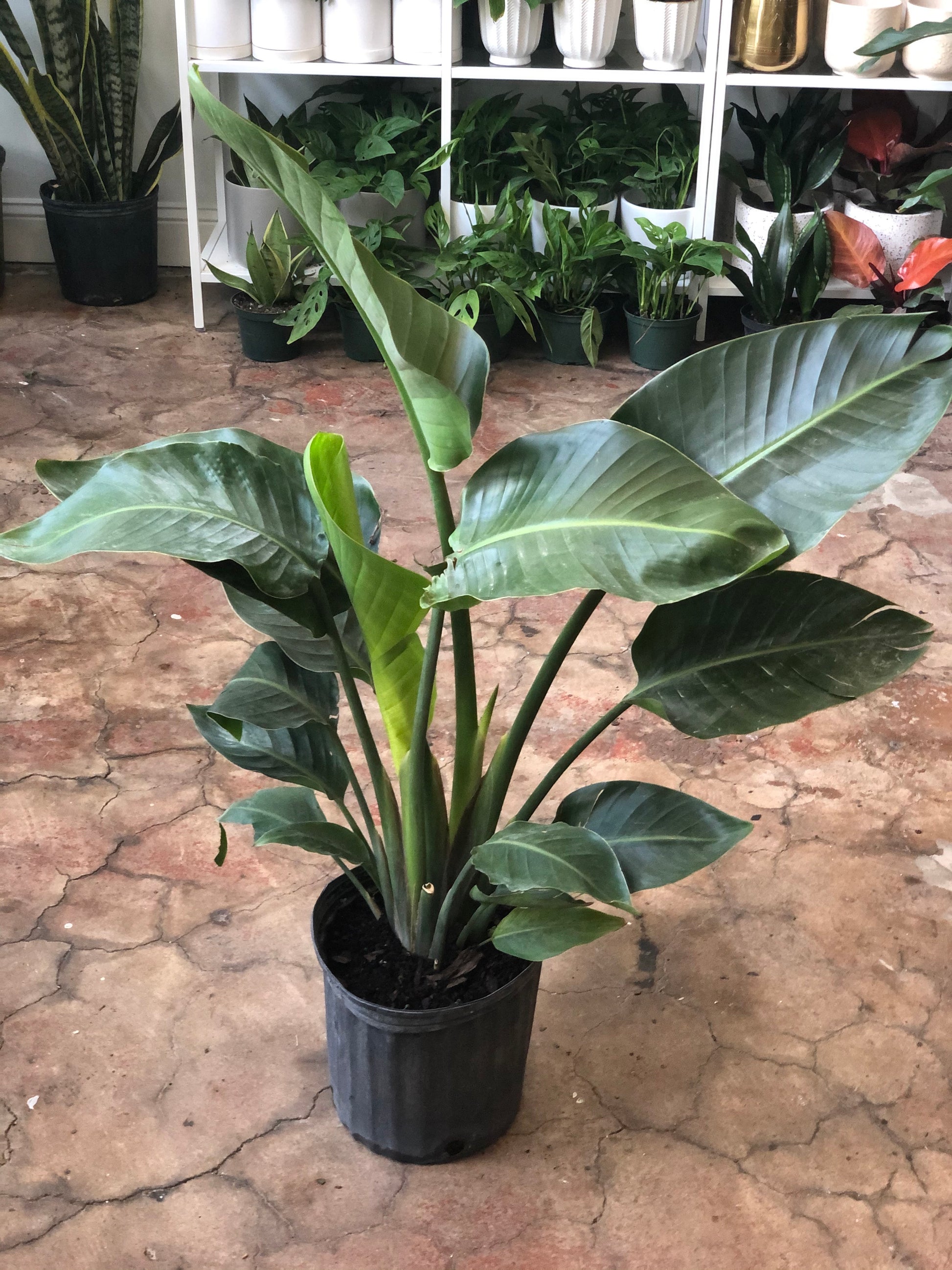 bird of paradise plant indoor buy White Bird of Paradise 10"-14" – Botanica