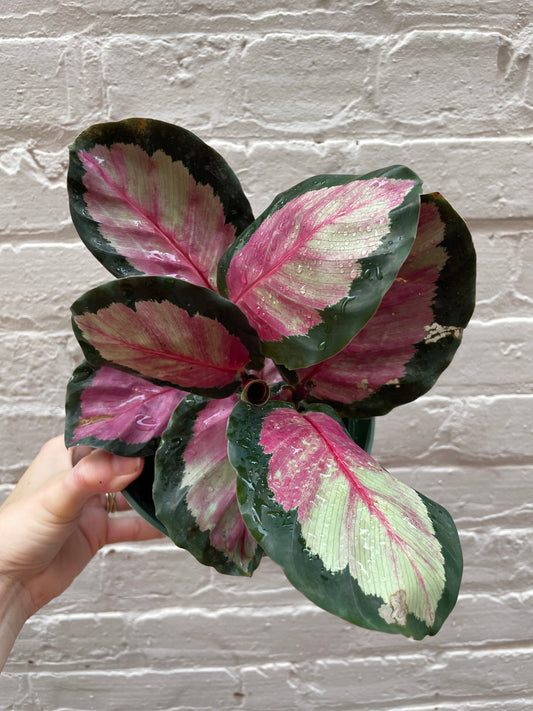 Calathea roseopicta 'Rosy' 4-6"
