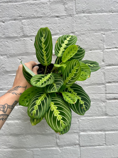Maranta Lemon Lime