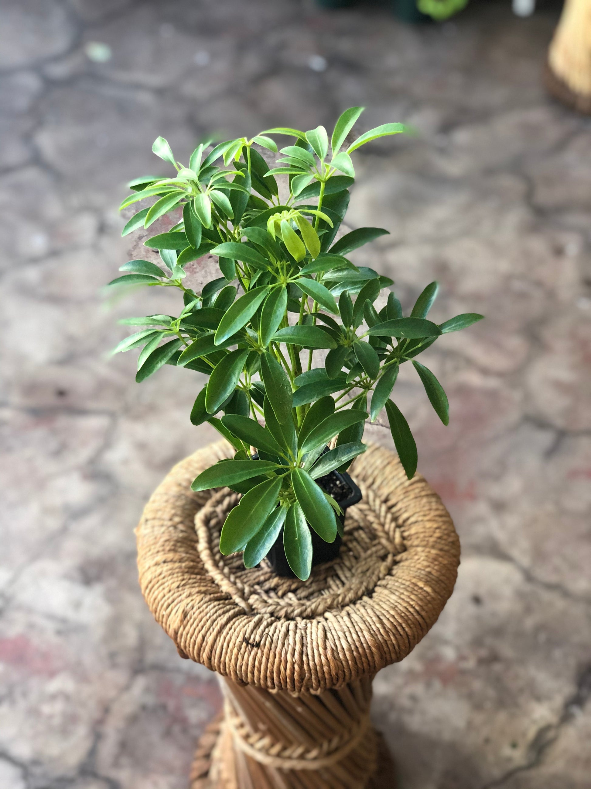 schefflera arboricola ableger Schefflera Arboricola (Umbrella Plant) 3" & 4" – Botanica