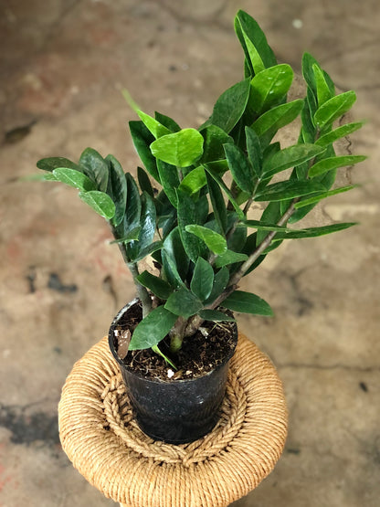 ZZ Plant 4"-6"
