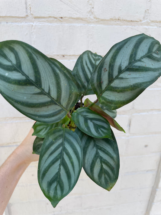 Calathea setosa 4”