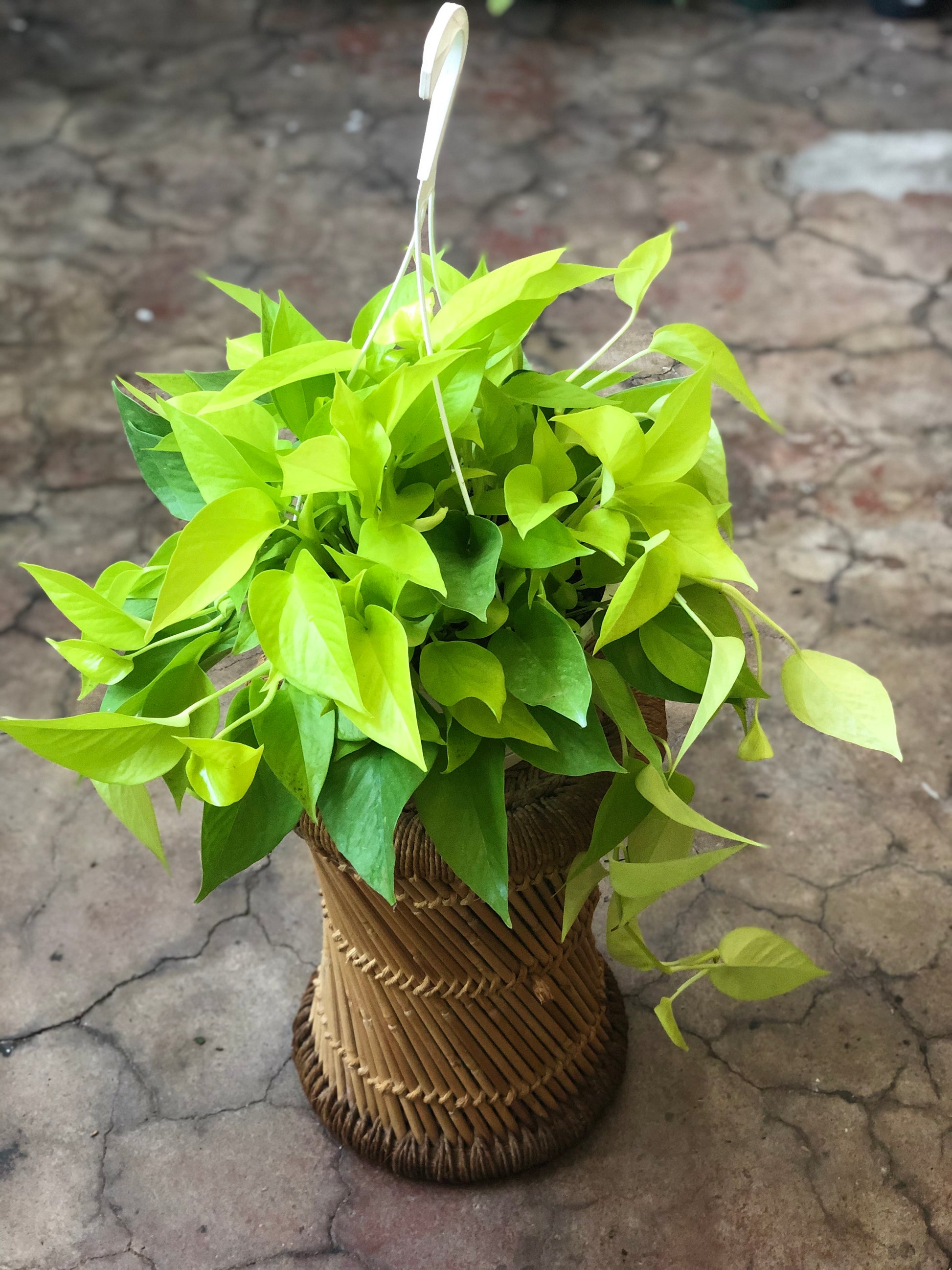 pothos hb Pothos HB 8" – Botanica