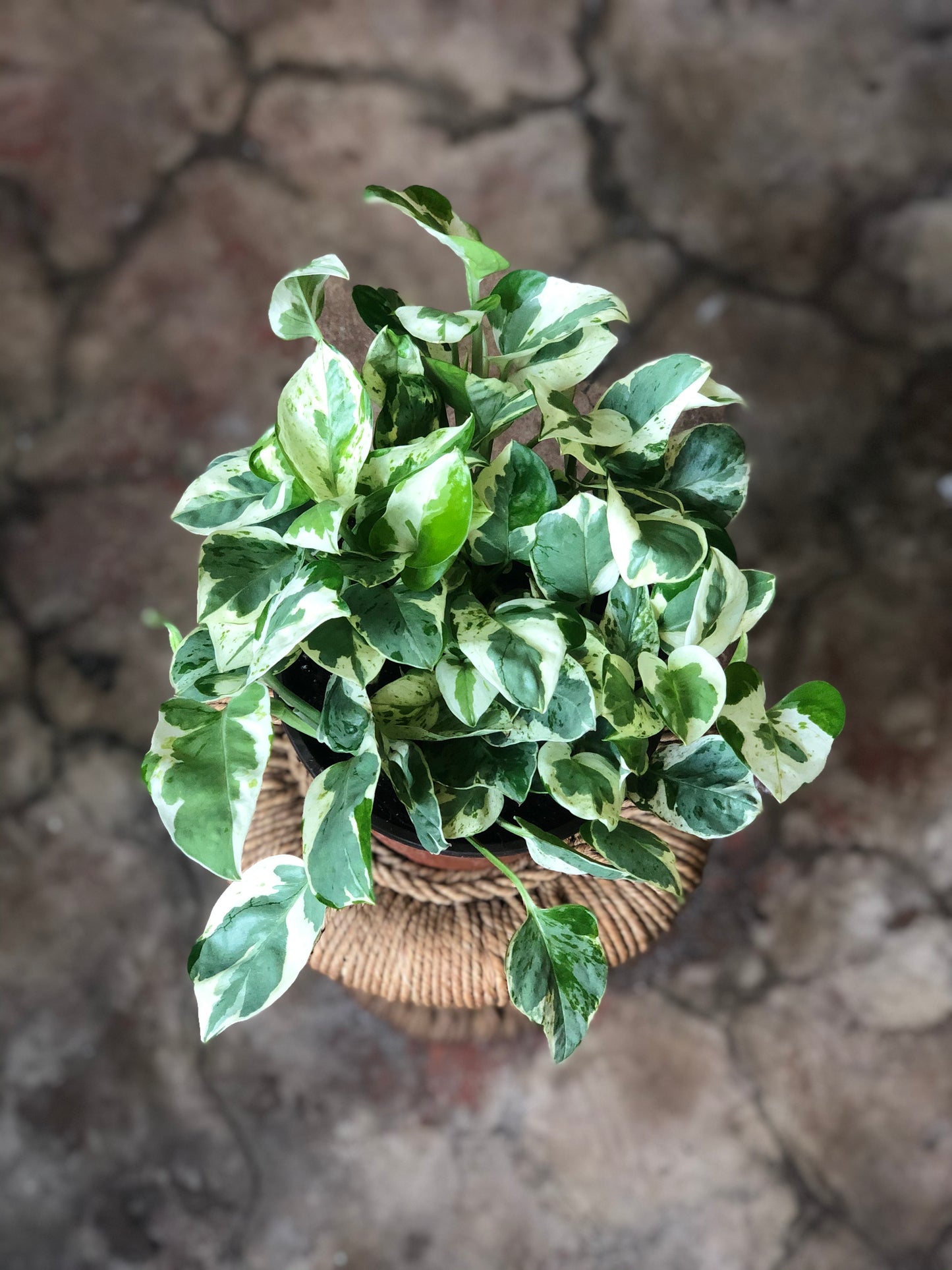 Pearls & Jade Pothos 3”-6”