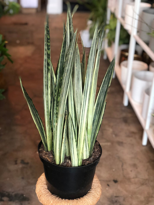 Sansevieria 'Bantels Sensation' 10"