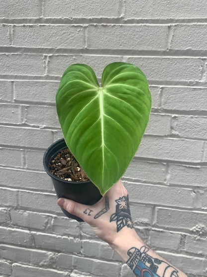 Philodendron gloriosum 5-6"