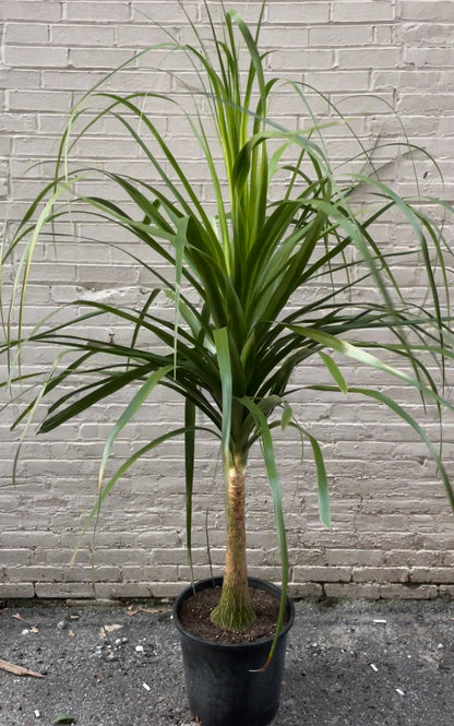 Ponytail Palm 10"-14"