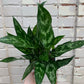 Aglaonema 'Maria' 6-8"