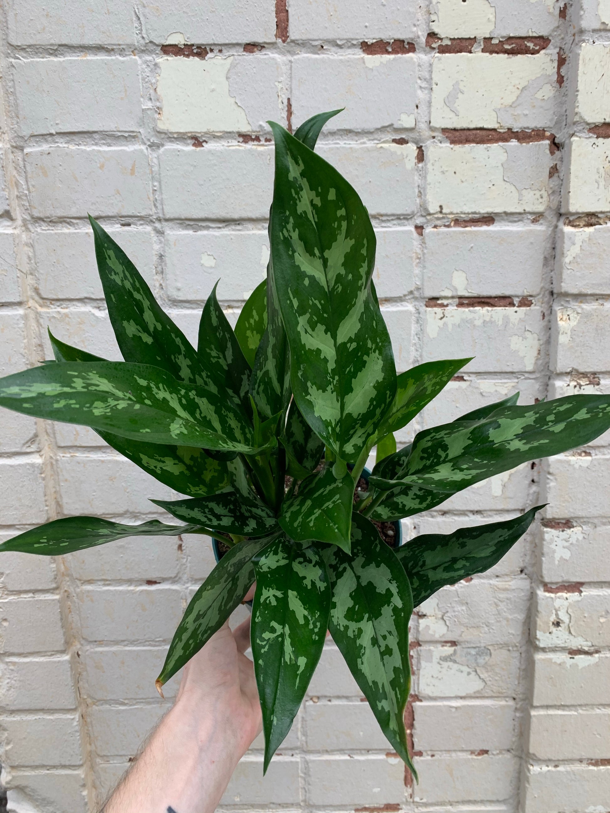 aglaonema emerald beauty maria Aglaonema 'Maria' 6-8"