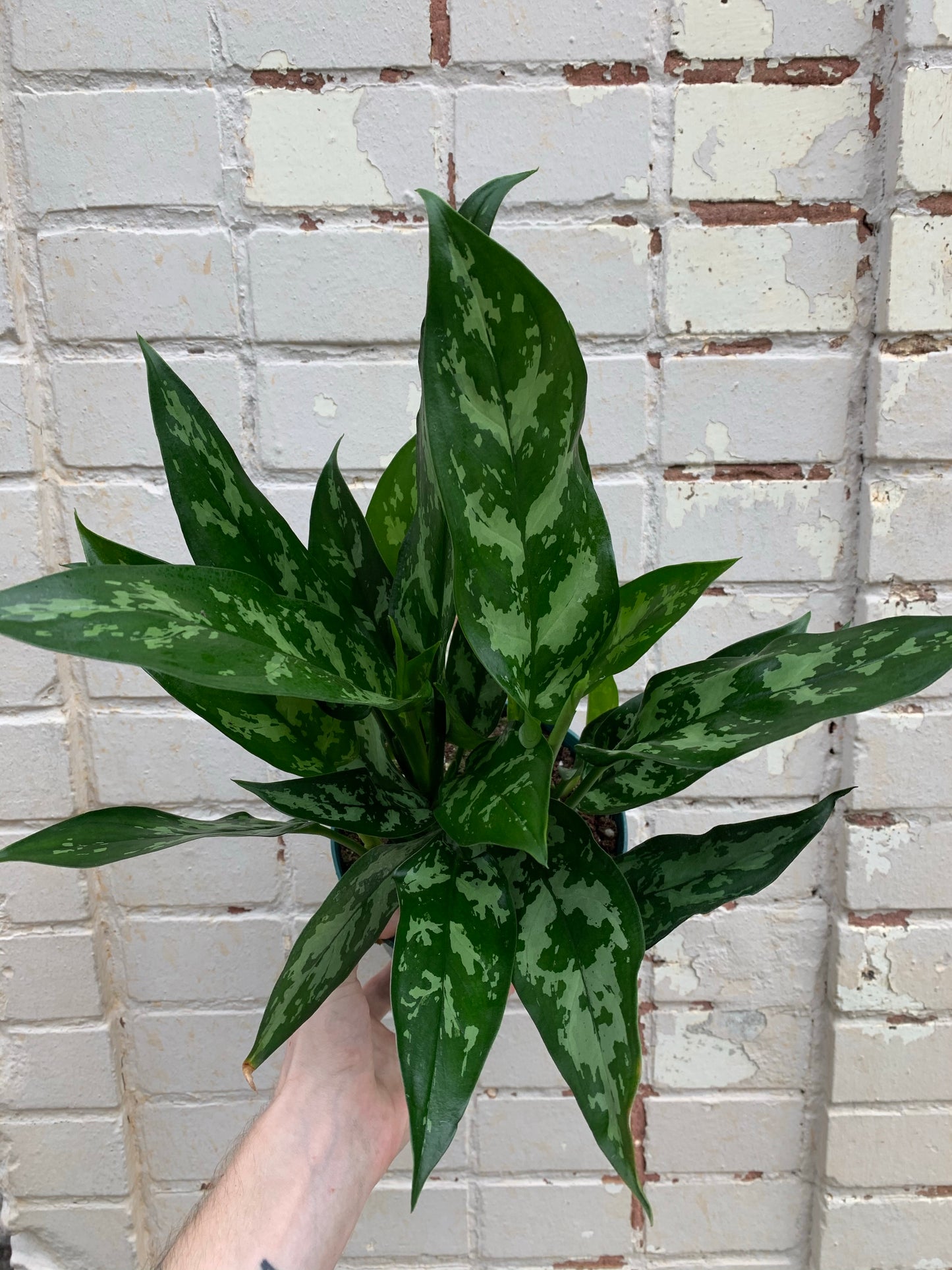 Aglaonema 'Maria' 6-8"