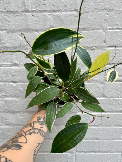 Hoya latifolia (outer-variegated) 'Macrophylla' 2”- 6”