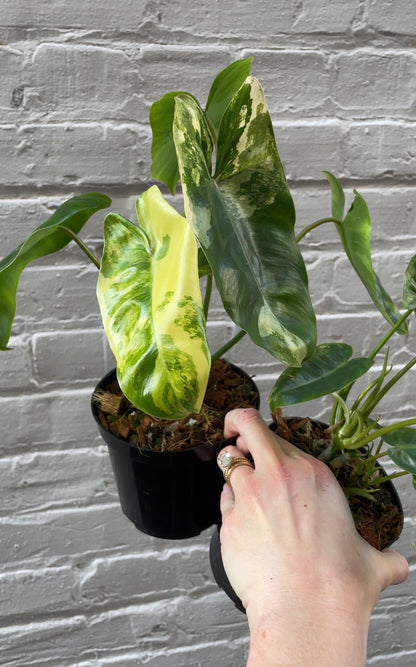 Philodendron Burle Marx variegata