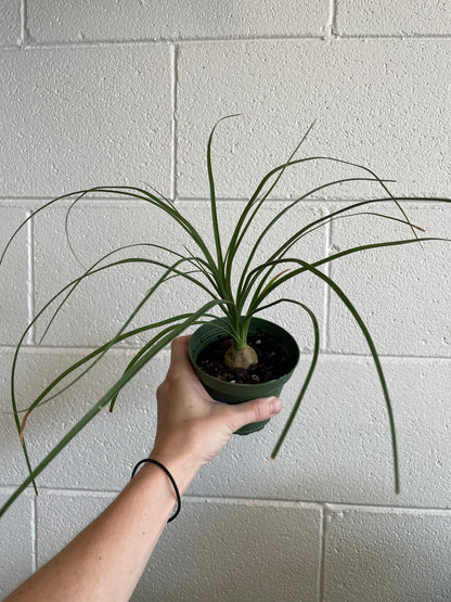Ponytail Palm 4-6"
